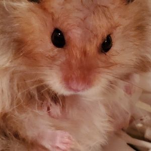 Meet your Posher, Sharon